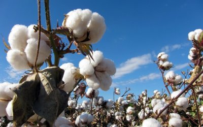 Farm to closet clothing: The benefits of choosing cotton