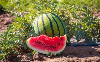 Creative ways to eat watermelons this summer