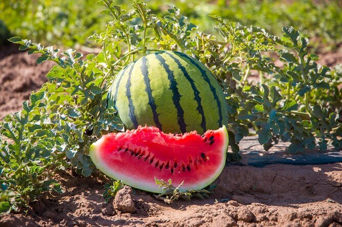 Creative ways to eat watermelons this summer