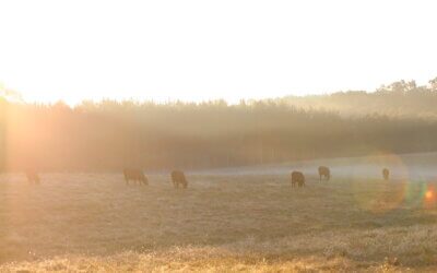 Learn How Mississippi Farmers Implement Sustainability Practices